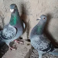 چهار تا نرماده فروشی نصل زمانتی