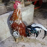 خروس چهل تاج بسیار زیبا و یک خروس محلی|حیوانات مزرعه|تهران, مینای شمالی (مخبر)|دیوار