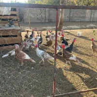 بوقلمون|حیوانات مزرعه|شهریار, شهرک بهاران (ویره)|دیوار