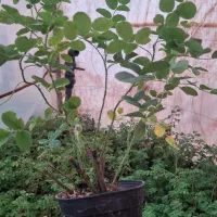 فروش نهال گل محمدی کاشان نژاد اردهالی