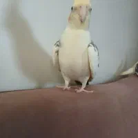 عروس هلندی|پرنده|ری, سیزده آبان|دیوار