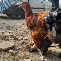 خروس امپراطور برهما|حیوانات مزرعه|هادی شهر, |دیوار