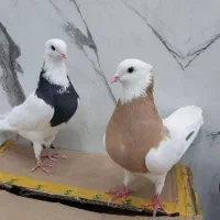 کبوتر کفتر طوقی و کربلایی و سینه سیاه|پرنده|رشت, چمارسرا|دیوار