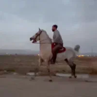 اسب نریان|اسب و تجهیزات اسبسواری|تبریز, |دیوار