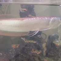 ماهیا آروانا ۳۵ سانتی|ماهی|رفسنجان, |دیوار