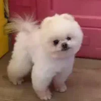 پامرانین خرسی نر پامر نر