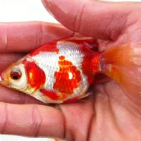 فروش انواع ماهی قرمز و بچه