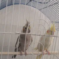 عروس هلندی سالم و سرحال با قفس|پرنده|سهند, |دیوار