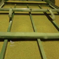 بذر یونجه اصلاح شده 99%