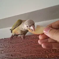 گرینچیک آناناسی