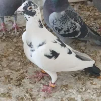 دست کفتری ۳۵ تایی|پرنده|نورآباد ممسنی, |دیوار
