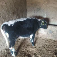 گوساله دورگه|حیوانات مزرعه|بیله سوار, |دیوار