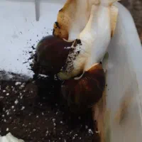 حلزون اچتاینا مولد