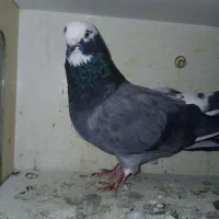 ۳ عددکبوتر|پرنده|ماهدشت, |دیوار