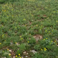 گیاه سمباده