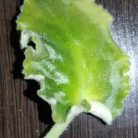 فروش قلمه گل کم نظیر و زیبا بنفشه آفریقایی(برگ گل)|گل و گیاه طبیعی|بجنورد, |دیوار