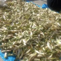 بیلهر تازه سرحال