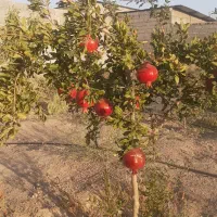 خانه باغ فروشی|فروش خانه و ویلا|زید آباد, |دیوار