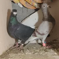 دوتا پر سفید نر