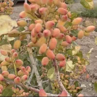 باغ پسته فروشی به همراه سه ساعت آب در روستای سرند