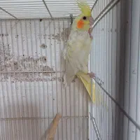 جفت مولد نرسخنگوو ماده تک زعفرونی فروش معاوضه|پرنده|مشهد, سرافرازان|دیوار