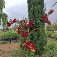 نهال وگل گیاه