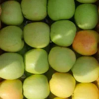 سیب ممتاز مراغه