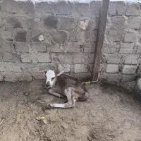 فروش گاو شیری با گوساله ی نر|حیوانات مزرعه|قشم, |دیوار