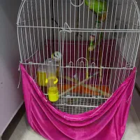 طوطی برزیلی|پرنده|پیرانشهر, |دیوار