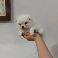 توله پامرانین خرسی از پدر و مادر وارداتی|سگ|محمدشهر, شهرک پیام (مهرالبرز)|دیوار