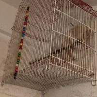 دو عدد قفس عروس هلندی 500 هزار تومن