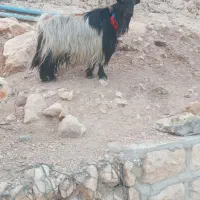 یک عدد بز به فروش میرسد|حیوانات مزرعه|ایذه, |دیوار