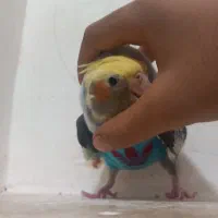 عروس هلندی جوجه