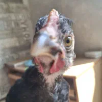 جوجه خروس مشکی دستی