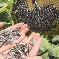 آفتابگردان