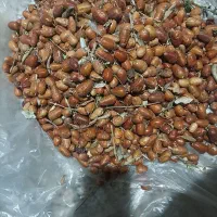 ایده شکری (سنجد)