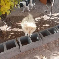 سگ اشپیتز ژاپنی|سگ|سیرجان, |دیوار