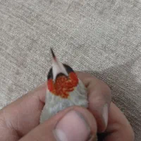 سهره|پرنده|کرمان, |دیوار