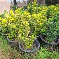 فروش گل و گیاه فوتونیا یاس شمشاد|گل و گیاه طبیعی|کلاچای, |دیوار