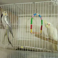 عروس هلندی،جفت