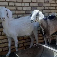 بز جوان شیری داشتی میبد