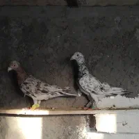 هفرنگ ماده خطی|پرنده|تاکستان, |دیوار