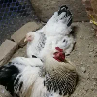 برهما مرغ وخروس مولد ونیمچه وجوجه های برهما|حیوانات مزرعه|نوشین شهر, |دیوار