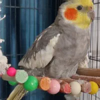 عروس هلندی نر با قفس