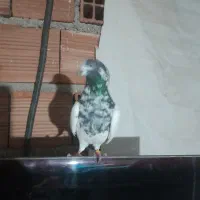 کله دم سیز اس ساعت بالا