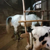 مادیون 5ساله