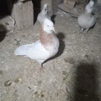 کبوتر طوقی|پرنده|محمدشهر, ولدآباد|دیوار