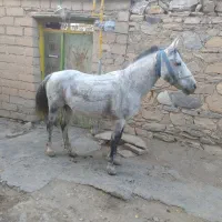 4عدد یخته زمانتی 1عدد اسب