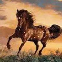 آموزش سوار کاری و نگهداری اسب|اسب و تجهیزات اسب‌سواری|مشهد, توس (بلوار توس)|دیوار