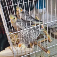 عروس هلندی زیبا|پرنده|دوگنبدان, |دیوار